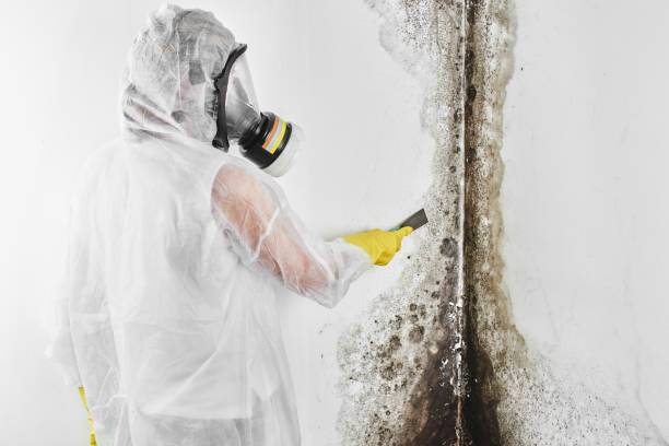 Best Mold Inspection  in Seward, NE