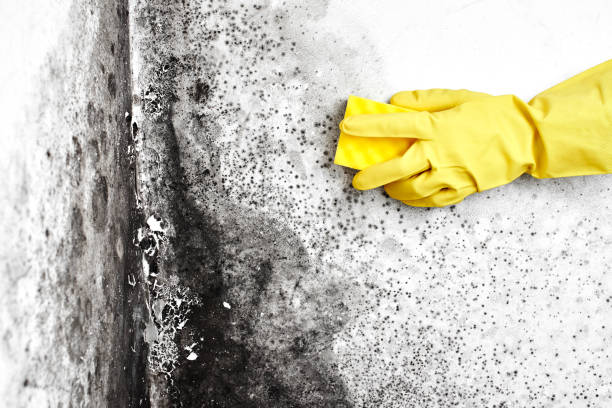 Best Crawl Space Mold Removal  in Seward, NE