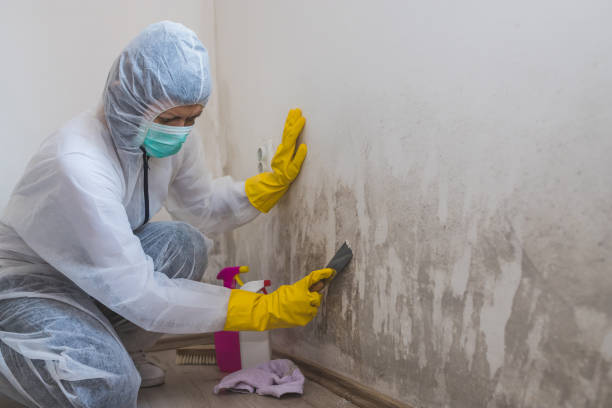 Best Toxic Mold Removal  in Seward, NE