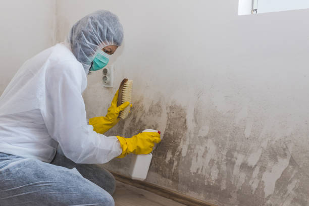 Best Certified Mold Removal  in Seward, NE