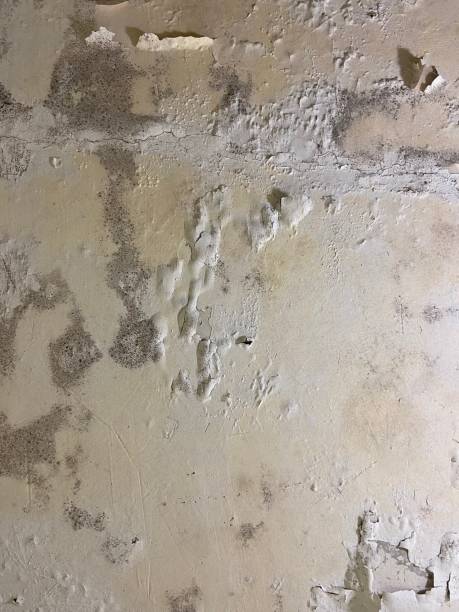 Home Mold Removal in Seward, NE