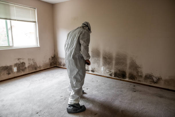Best Mold Removal and Inspection  in Seward, NE