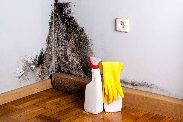 Best Certified Mold Removal  in Seward, NE